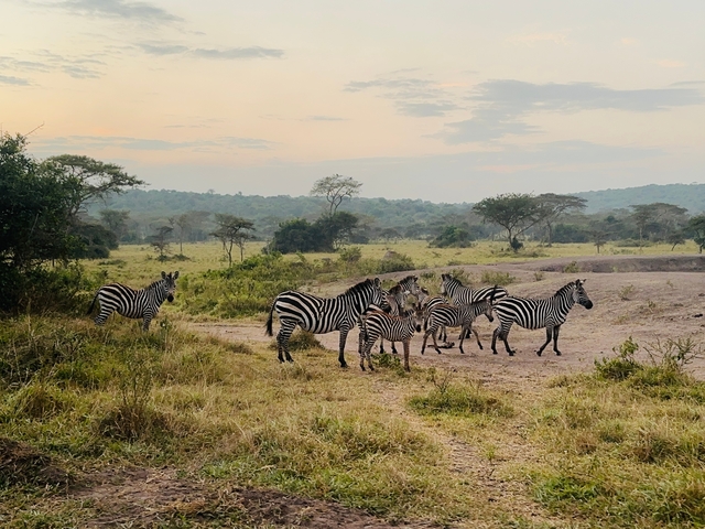Zebras grazing in a savannah landscape.