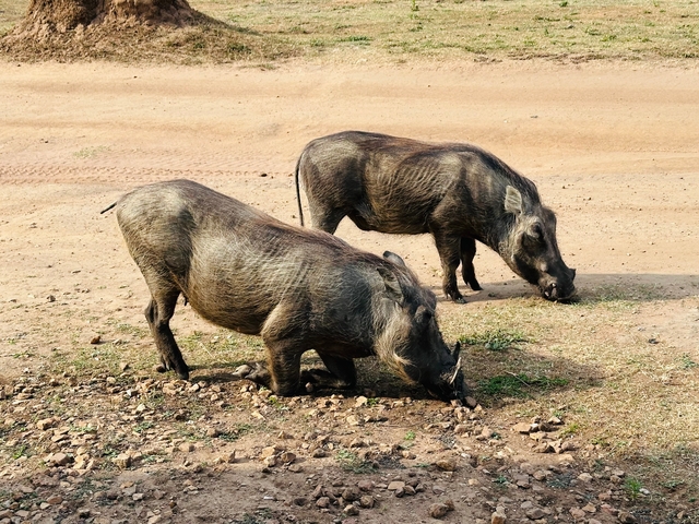 Two warthogs grazing on a dusty ground.