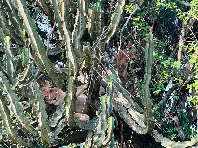 Lions resting in trees amid dense foliage.