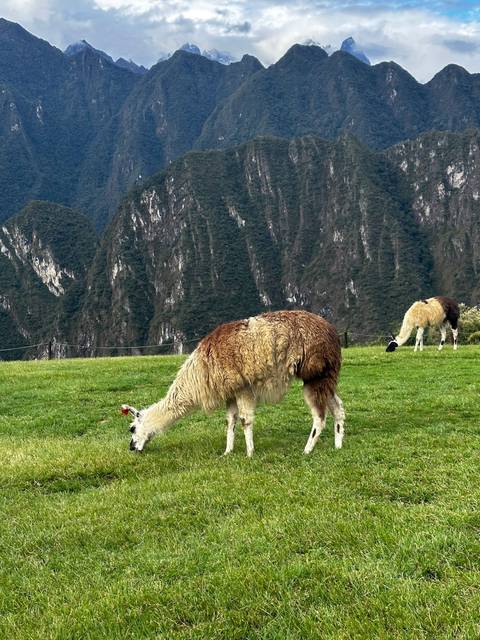 Llamas grazing on a hill with mountains in the background.