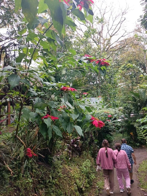Garden with tropical plants and flowers.