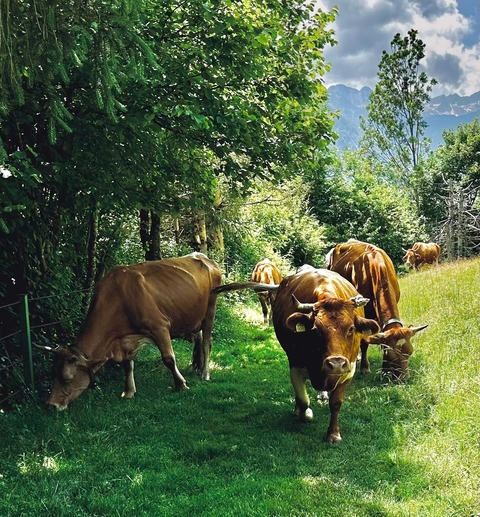Cows grazing in a lush green meadow.