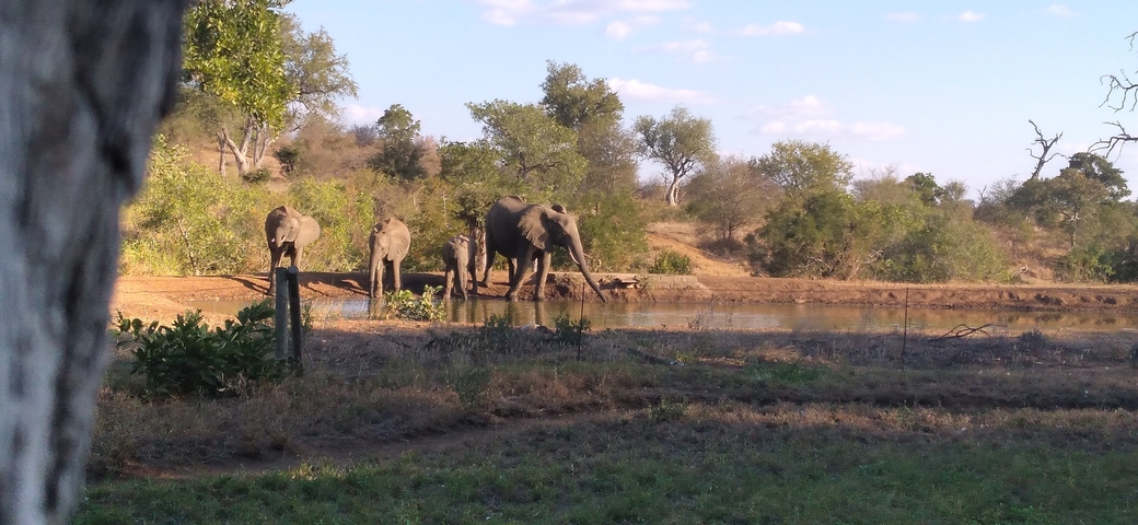 Elephants gathered around a waterhole in the wild.