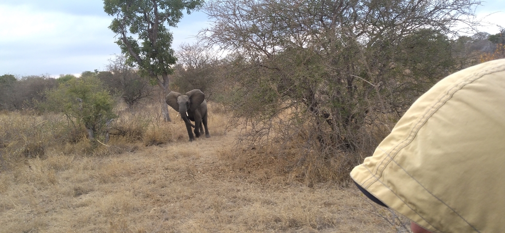A person and an elephant in a dry, bushy landscape.