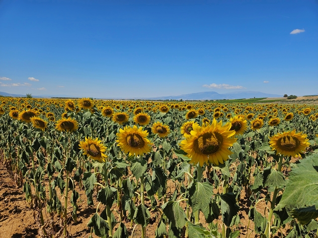       Field of sunflowers under a clear blue sky.
  