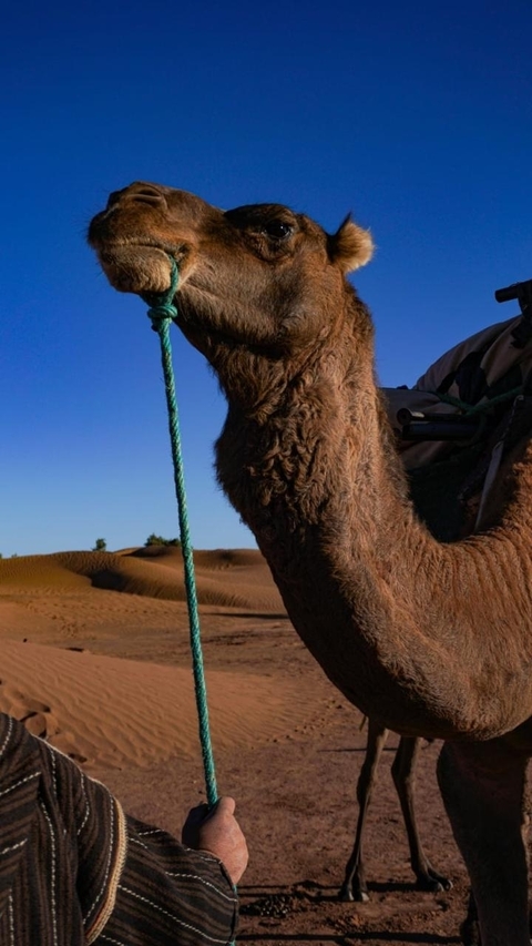 Photo d'avis client sur Circuit privé de 8 jours dans le désert du Maroc de Casablanca à Marrakech 