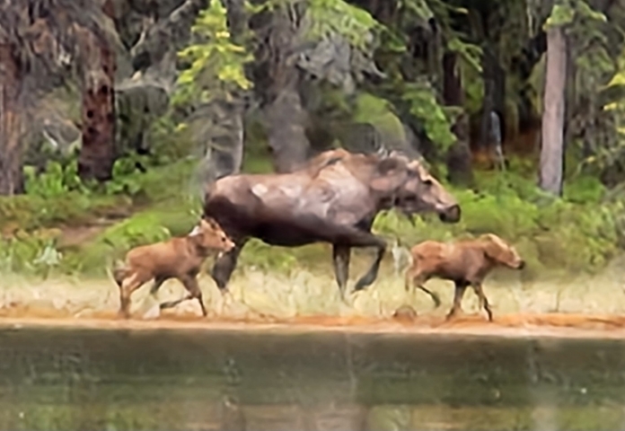 Moose with calves in a forest setting, slightly blurry.