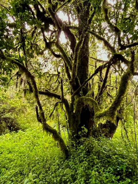       Dense forest with a large moss-covered tree.
  