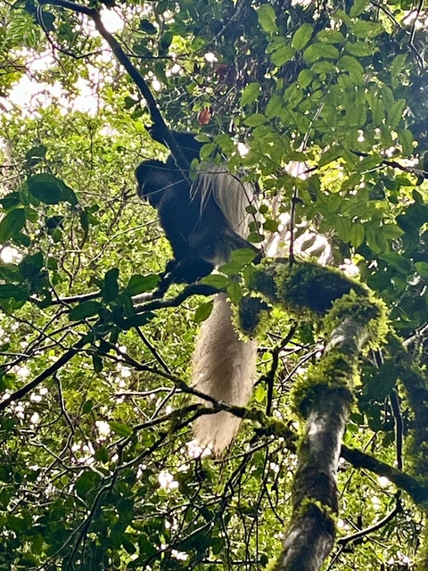       A monkey sitting on a tree branch with green leaves around.
  