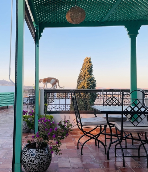 Cat walking along a balcony railing with a scenic view.