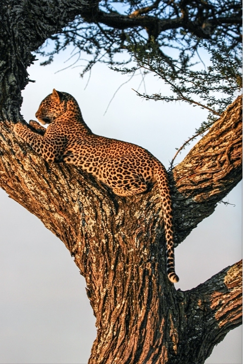 Photo d'avis client sur 3 jours, Tarangire et Cratère du Ngorongoro - Circuit Safari en groupe en Tanzanie 