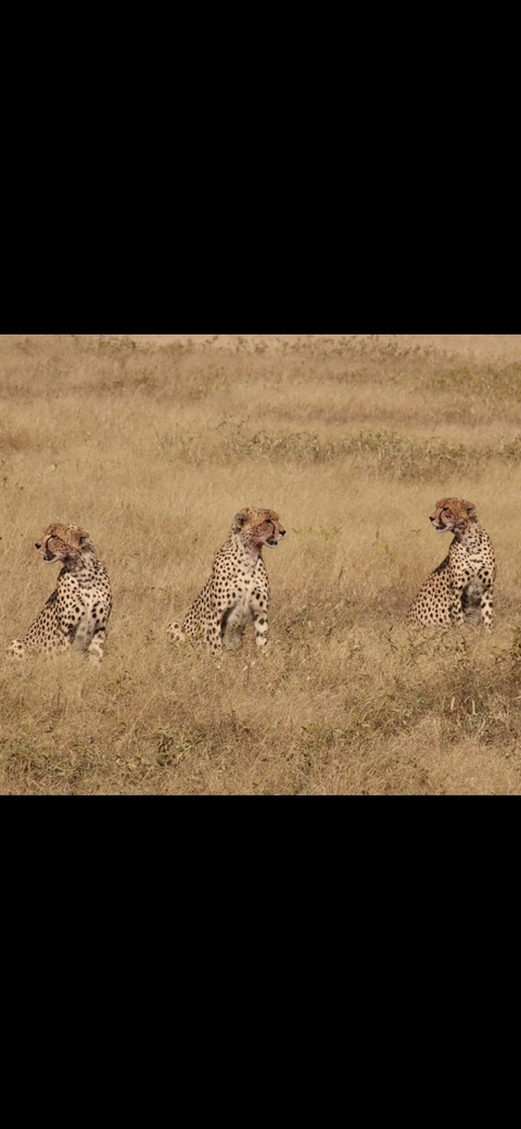 3 Days, Tarangire & Ngorongoro Crater Joining Group Safari Tour Tanzania customer review photo 
