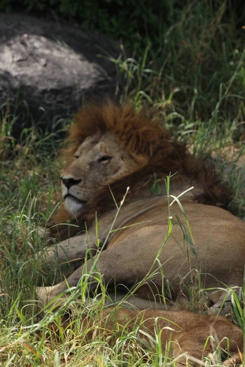 Lion resting in the grass.