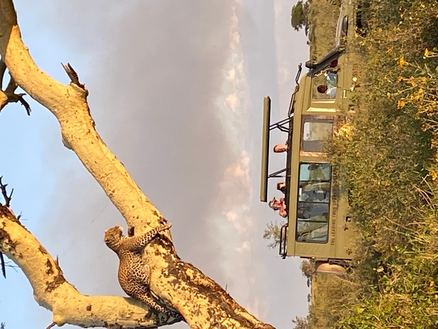 Leopard climbing a tree with a safari vehicle in the background.