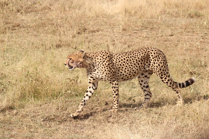       Cheetah walking in a grassland.
  
