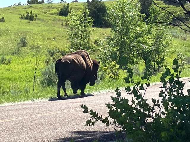A bison walking along the roadside in a green area.