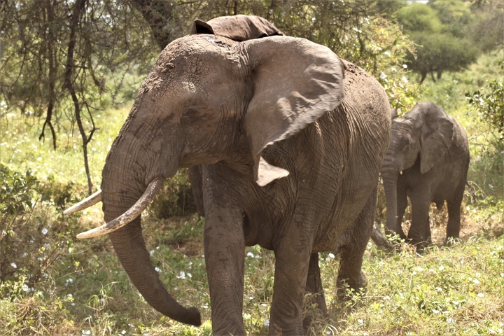       Elephants walking through a green landscape.
  