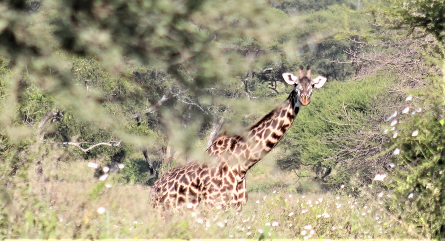      A giraffe peering through foliage in a field.
  