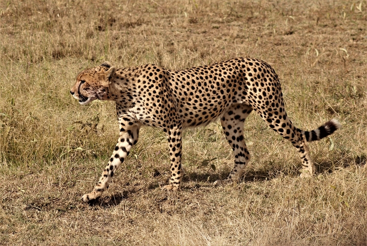       A cheetah walking in a grassy field.
  