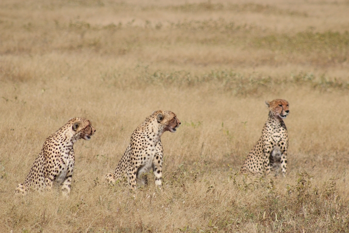       Three cheetahs in a grassy field, two sitting and one standing.
  