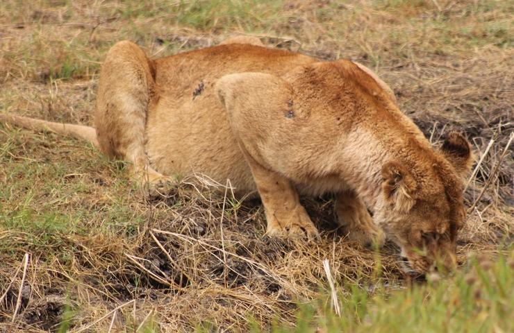 A lion drinking from a small water source in the wild.