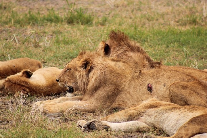 Lions resting together in the grass.