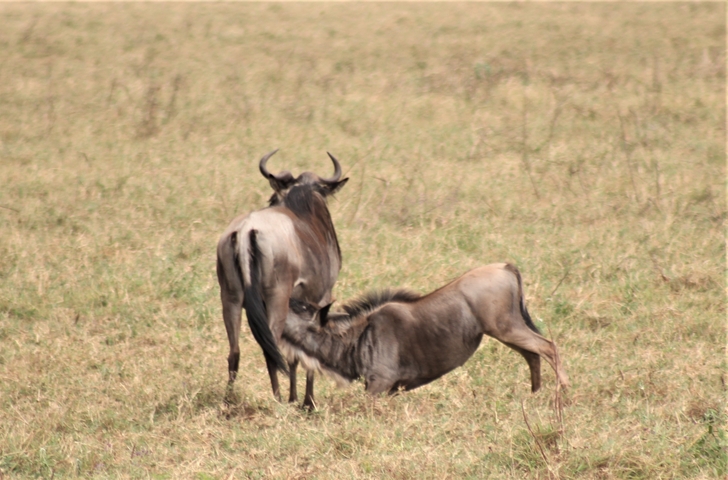       Wildebeest in a grassy field, one calf nursing.
  