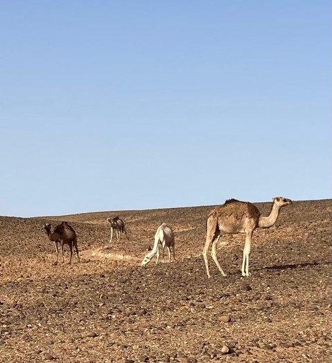 Photo d'avis client sur Circuit privé de 8 jours dans le désert du Maroc de Casablanca à Marrakech 