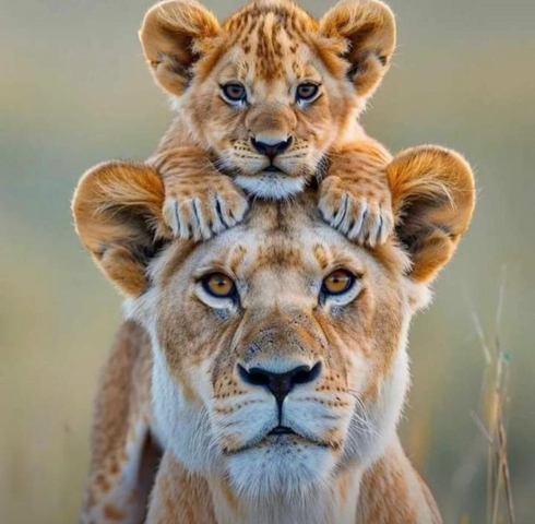       Lioness with a cub resting on its head.
  
