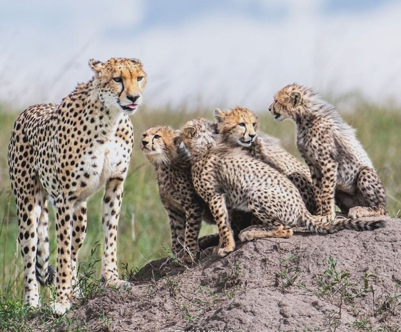       Cheetah with cubs sitting on a mound.
  