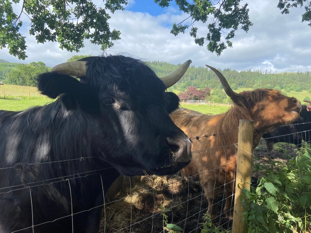 Highland cows in a pasture with forest in background.