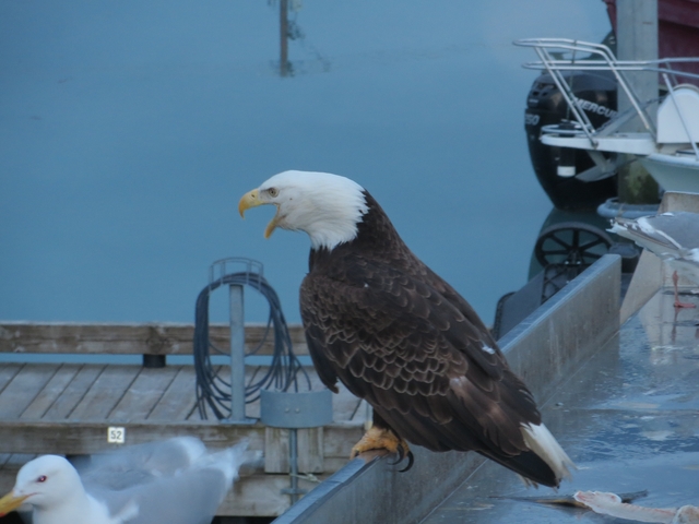       Bald eagle perched near water with boats and sky in background.
  