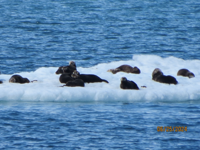       Sea lions resting on ice floe in ocean waters.
  