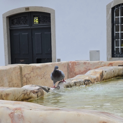 Pigeon standing on the edge of a stone fountain with water.