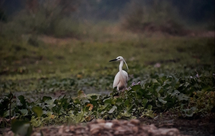 A solitary bird standing in the middle of a grassy wetland.