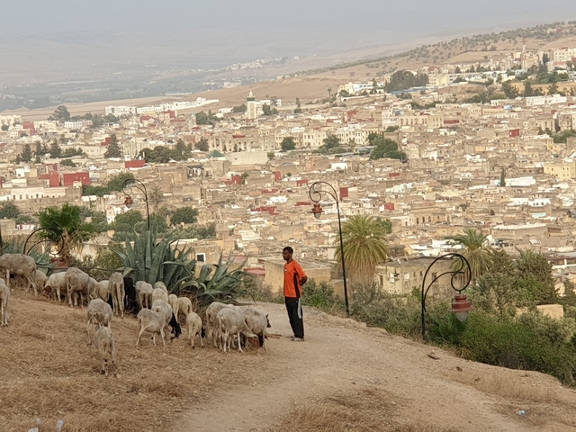 View of a city with a shepherd and sheep in the foreground.