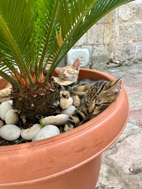       Two kittens sleeping and relaxing in a plant pot.
  