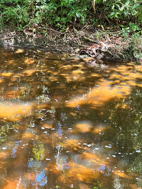 Close-up of a shallow river with sunlight reflections.