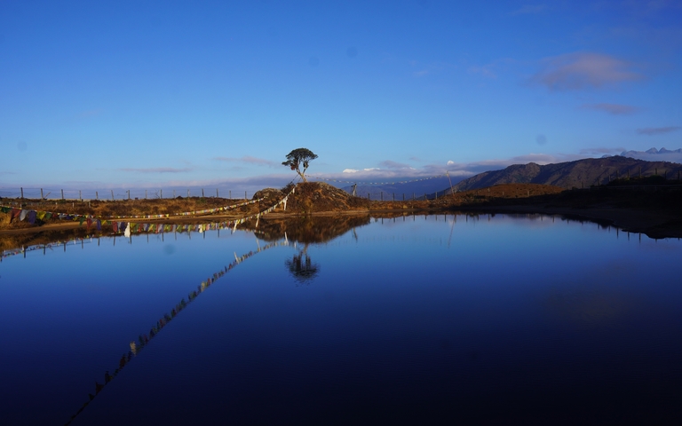       Lone tree reflection in a calm lake.
  