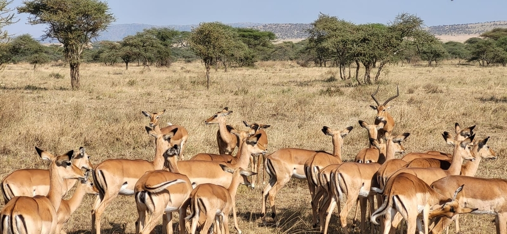 Group of antelopes grazing in the African savannah.