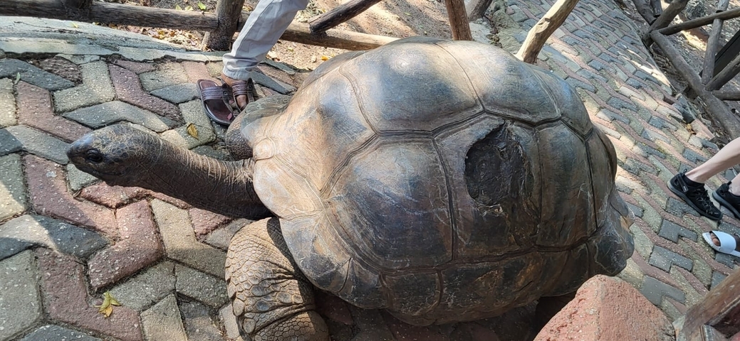 Large tortoise next to a person's feet on a paved ground.