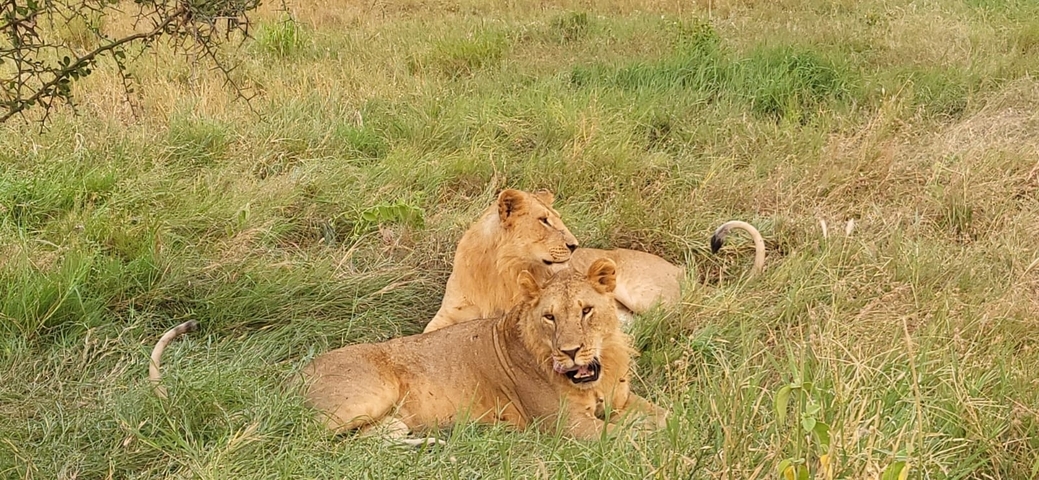 Two lions resting in the grass.