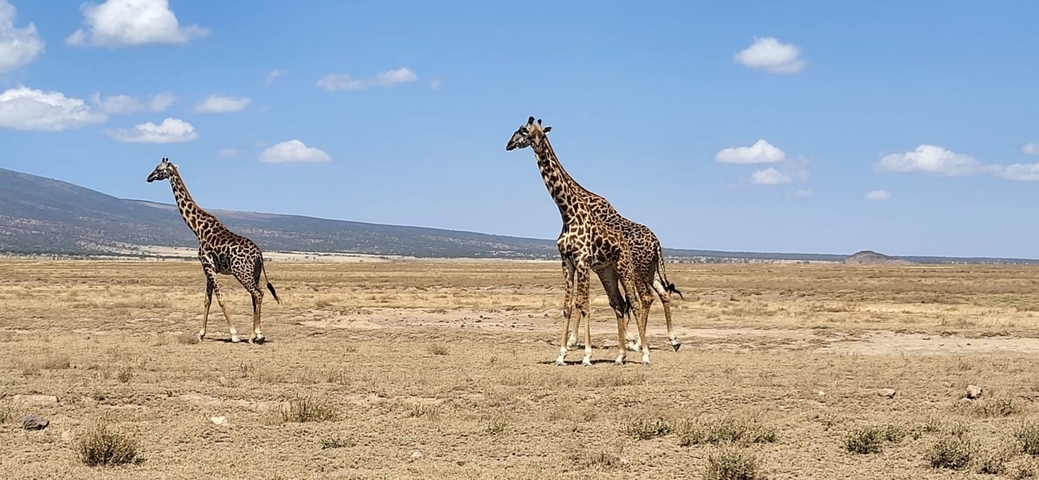 Giraffes walking in a dry, open plain.