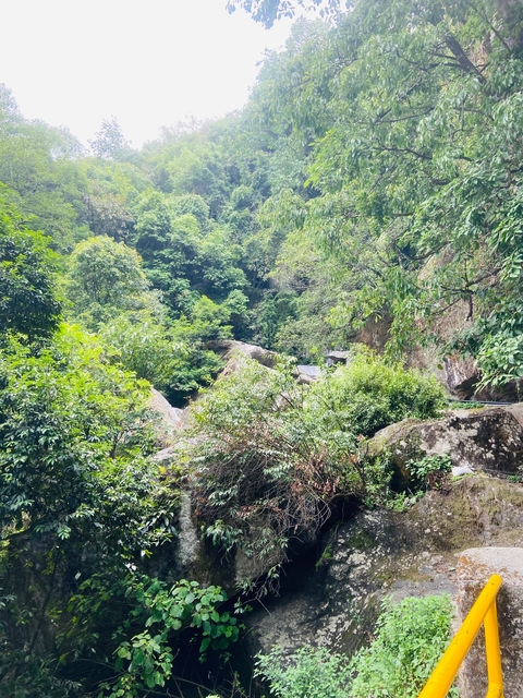 Dense forest greenery with large boulders.