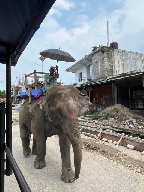       Person riding an elephant through a street.
  