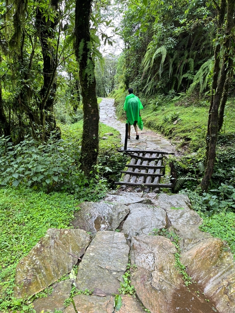       Person walking on a stone path through the forest.
  