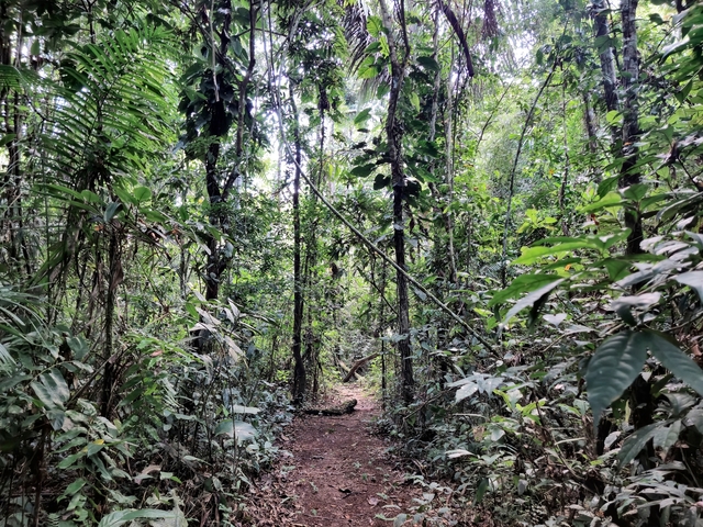 Path through the lush dense jungle.