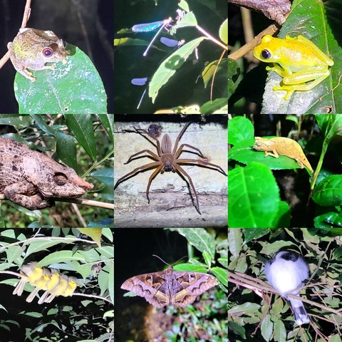 Collage of wildlife images including frogs, chameleons, and a spider.