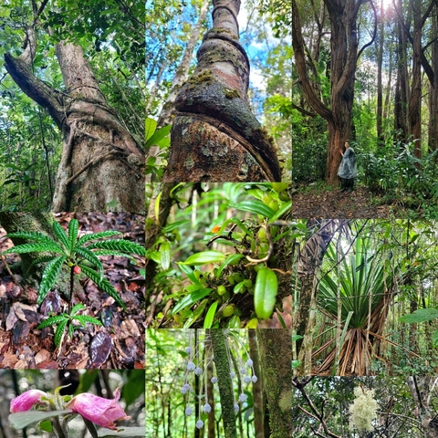 Collage of various plants and a person hiking in a rainforest.