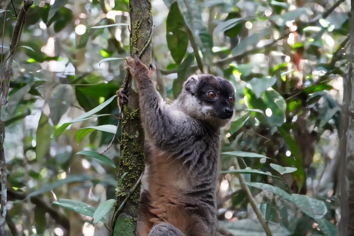 Lemur clinging to a tree in dense jungle foliage.